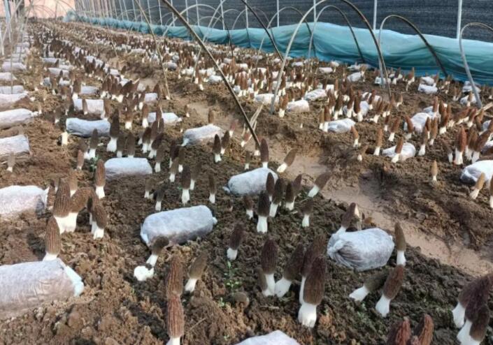 羊肚菌優質高效栽培管理技術